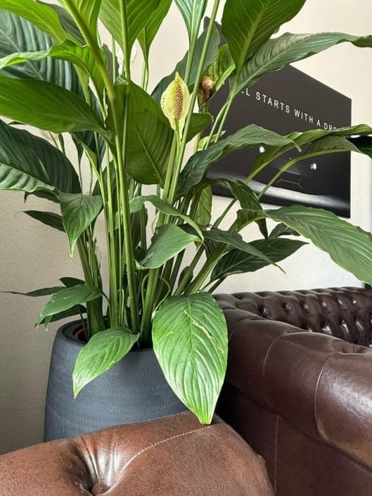 Large indoor plant in the reception area of the Leuchtenberg driving school in Haidhausen – stylishly placed next to a brown Chesterfield sofa to create a welcoming atmosphere.